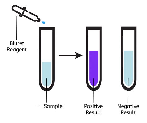 Biuret test: Principle, Requirements, Procedure and .